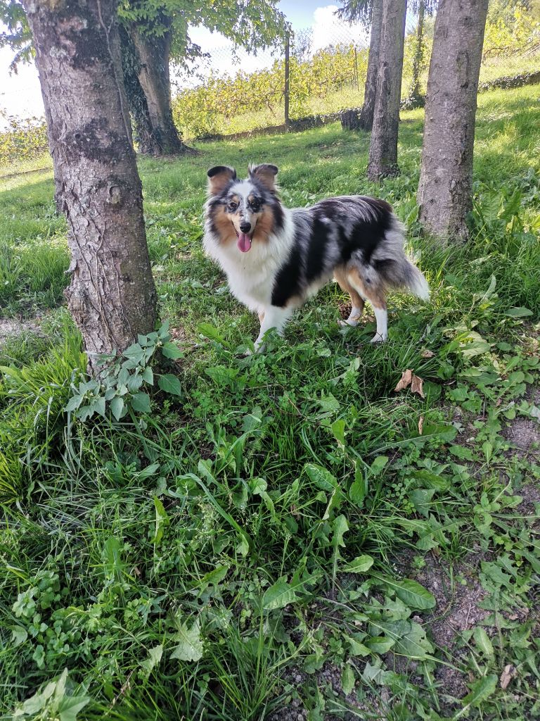 Tabatha blue princess Des mille Eclats des Tournesols