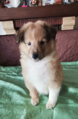 du grand bois de barbillon - Shetland Sheepdog - Portée née le 26/10/2023