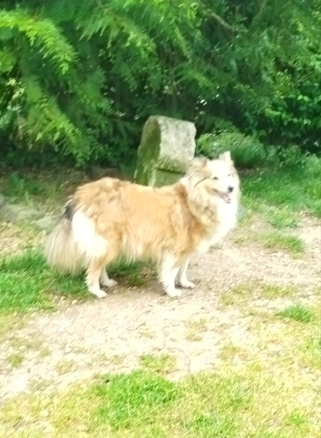 Tit princesse olympe du grand bois de barbillon