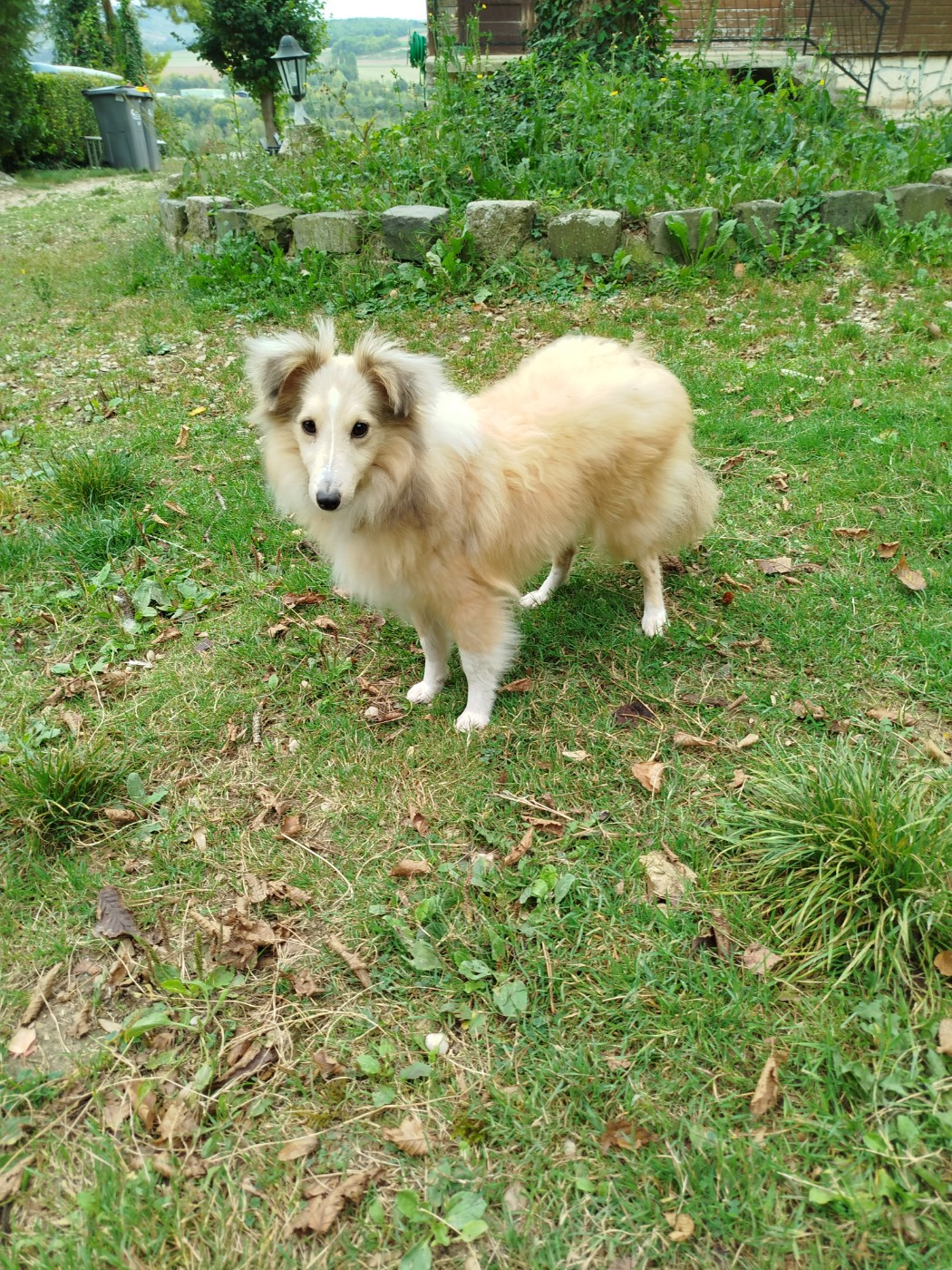 VICTORIA MY PRINCESS du grand bois de barbillon