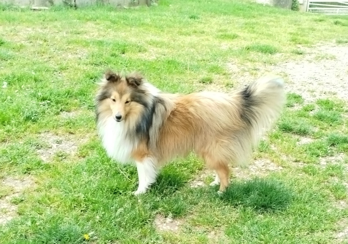 APOLLON GOLDEN KING Des mille eclats des tournesol