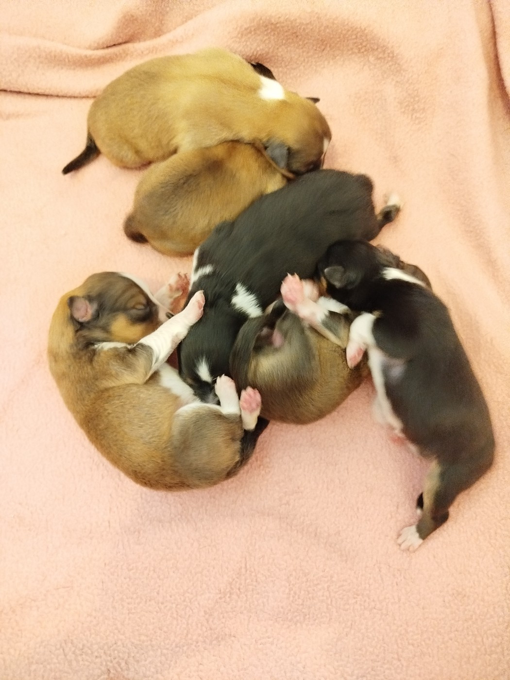Naissance des chiots