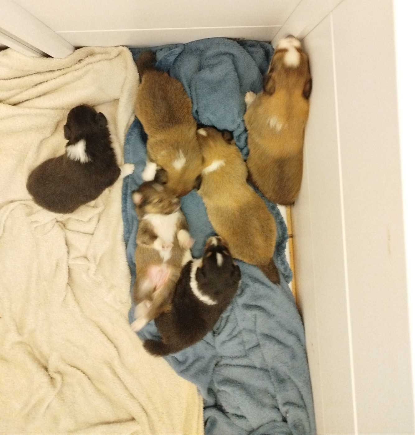 Magnifiques chiots disponibles