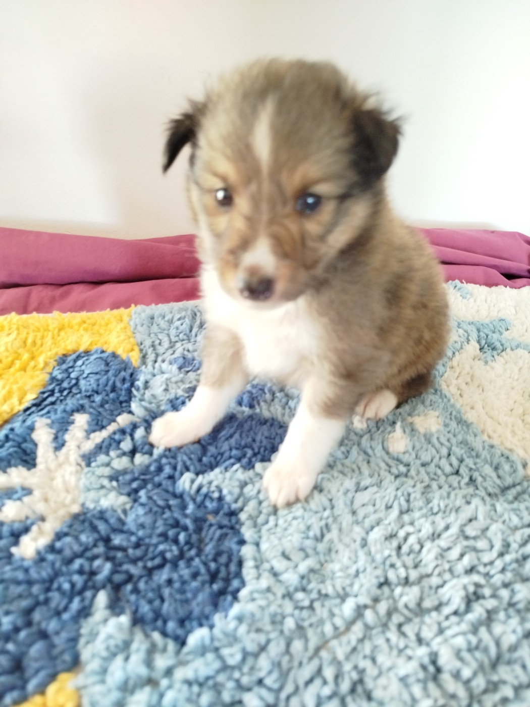 Magnifiques chiots disponibles
