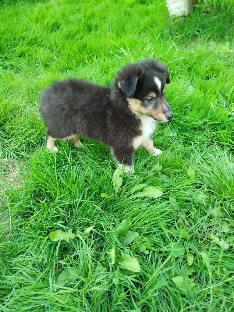 du grand bois de barbillon - Chiots disponibles - Shetland Sheepdog