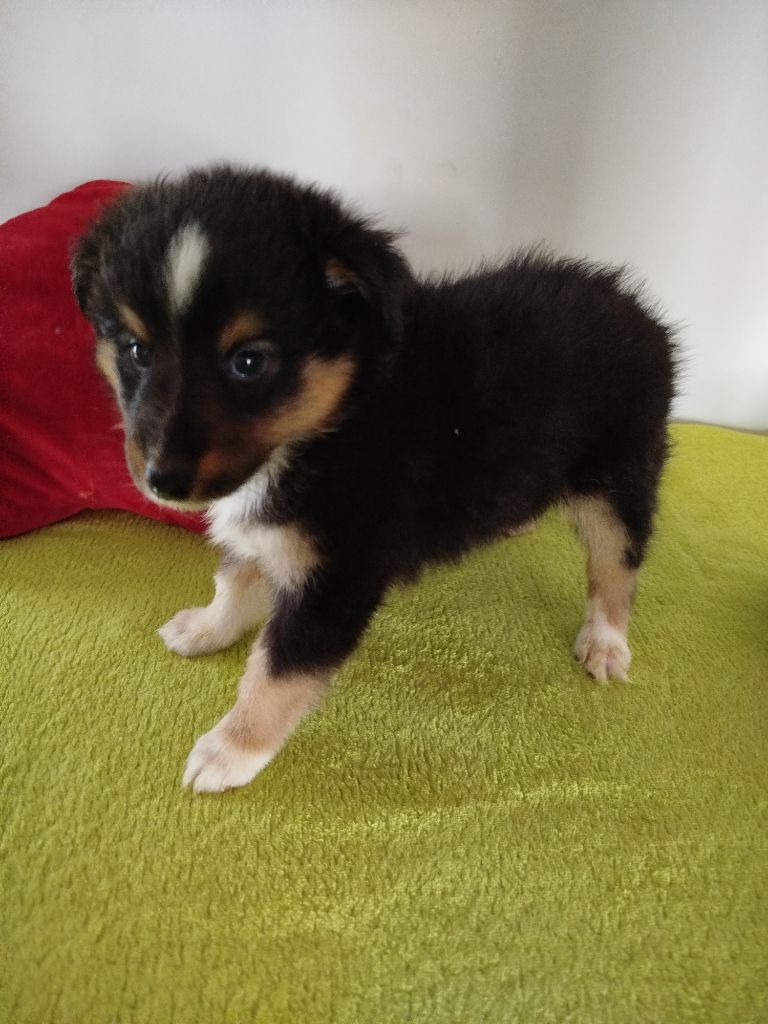 du grand bois de barbillon - Chiots disponibles - Shetland Sheepdog