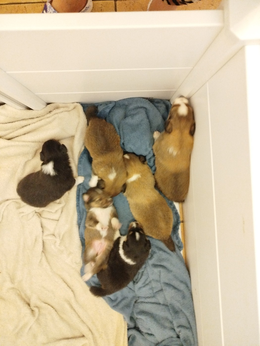 Chiot Shetland Sheepdog du grand bois de barbillon