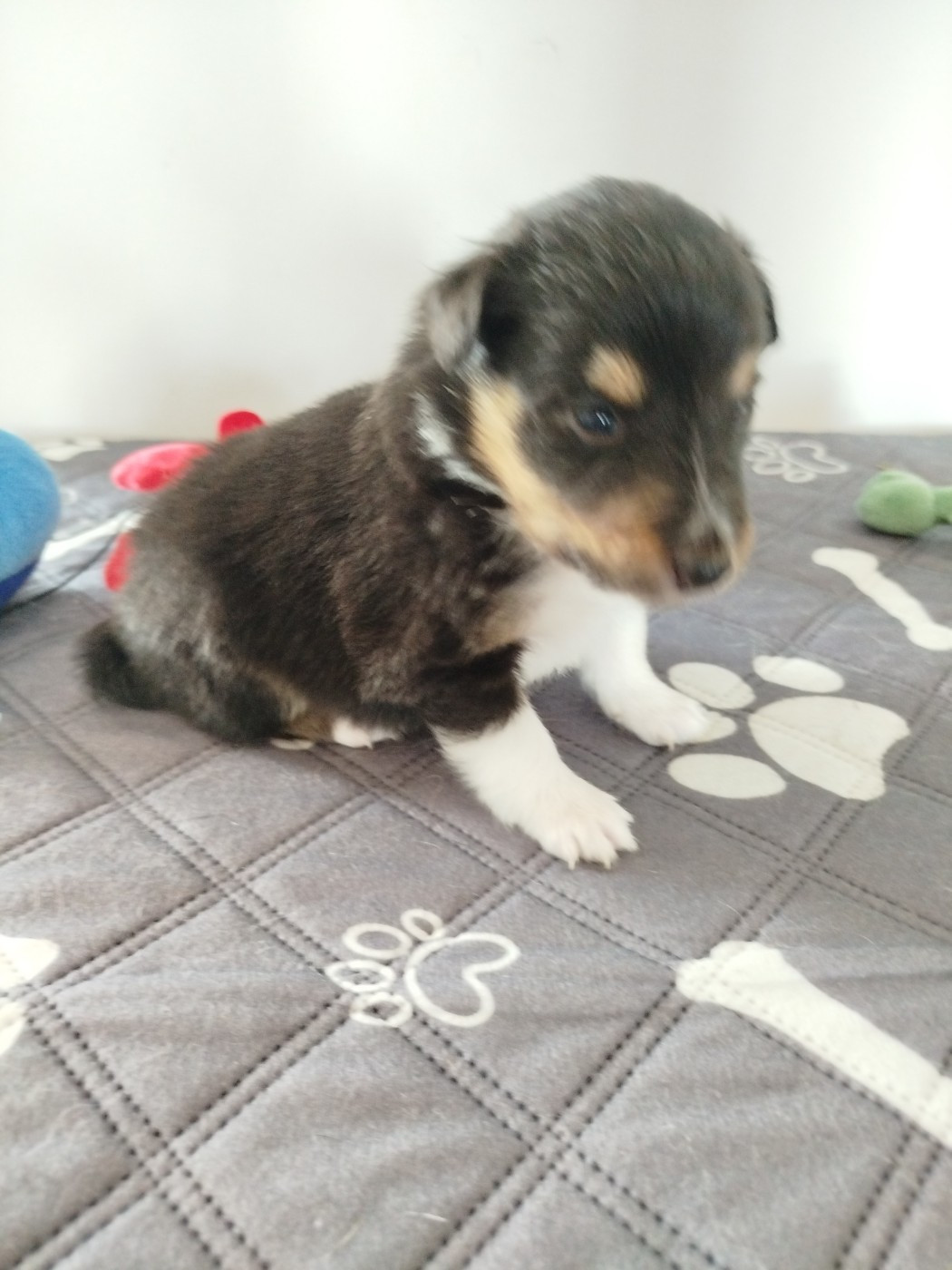 du grand bois de barbillon - Chiots disponibles - Shetland Sheepdog