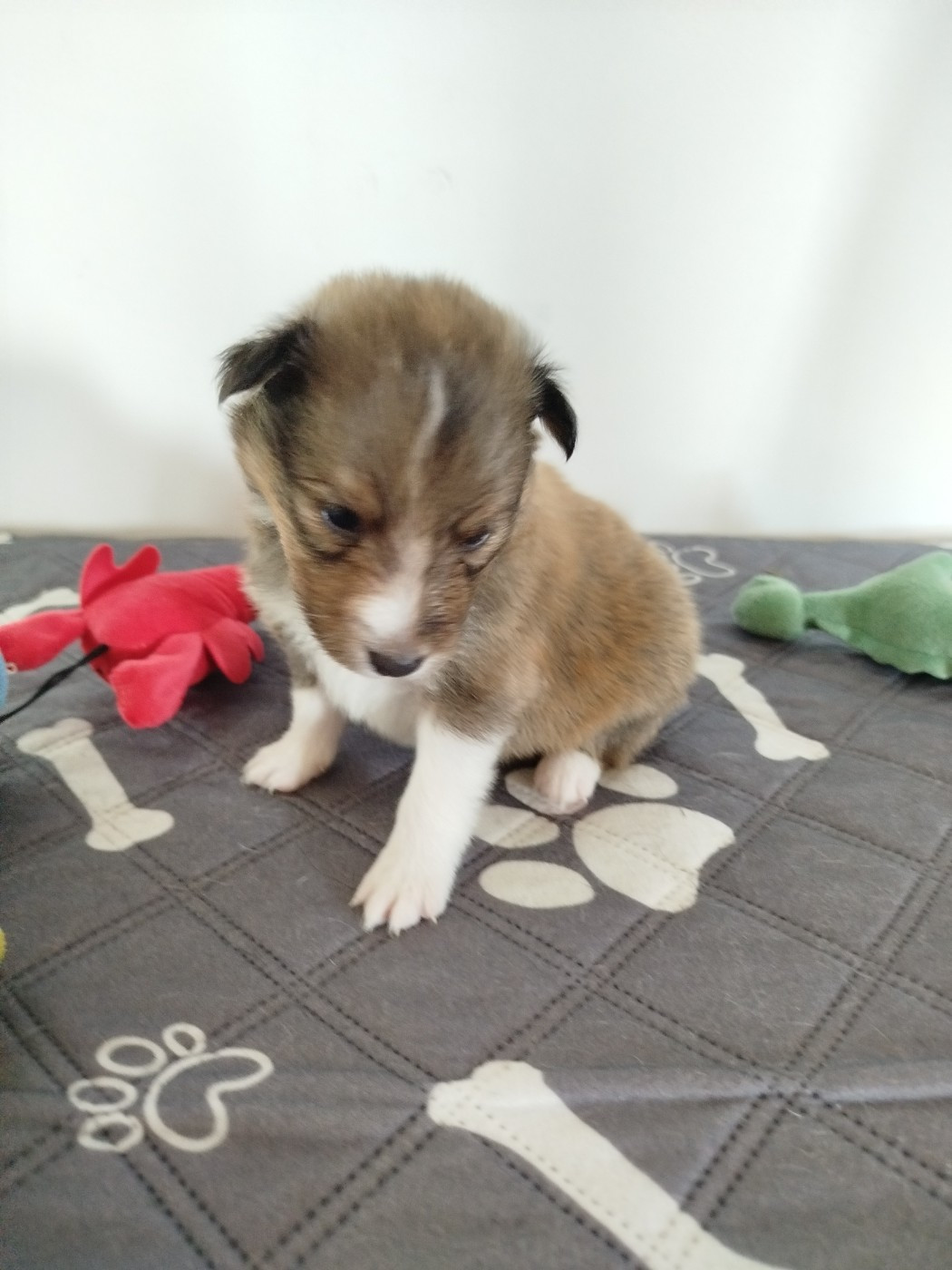 du grand bois de barbillon - Chiots disponibles - Shetland Sheepdog