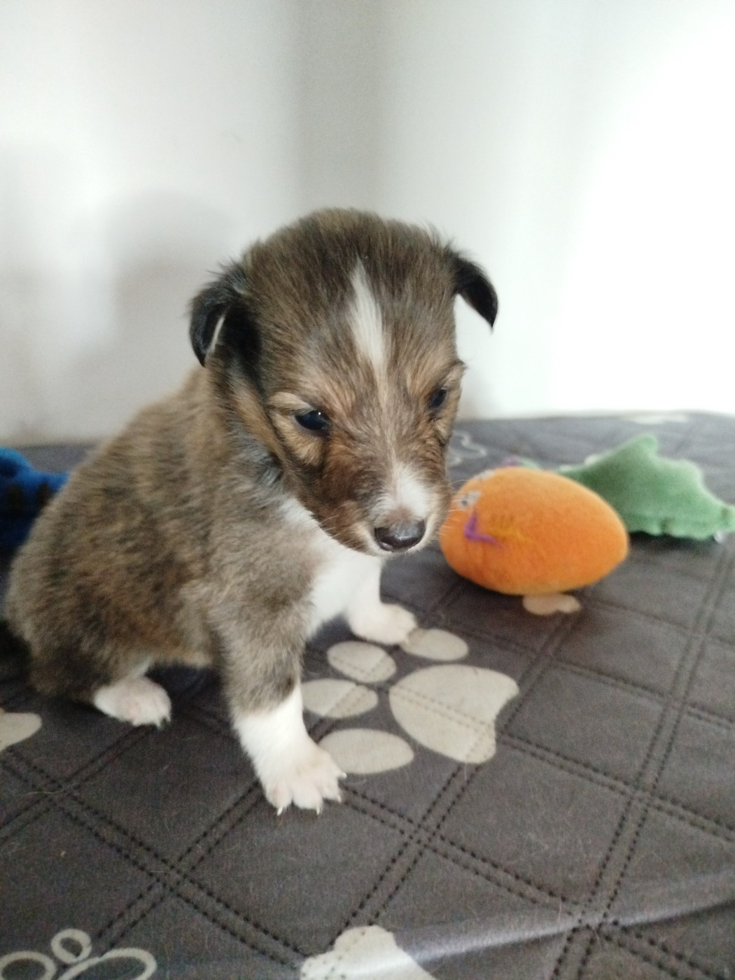 du grand bois de barbillon - Chiots disponibles - Shetland Sheepdog