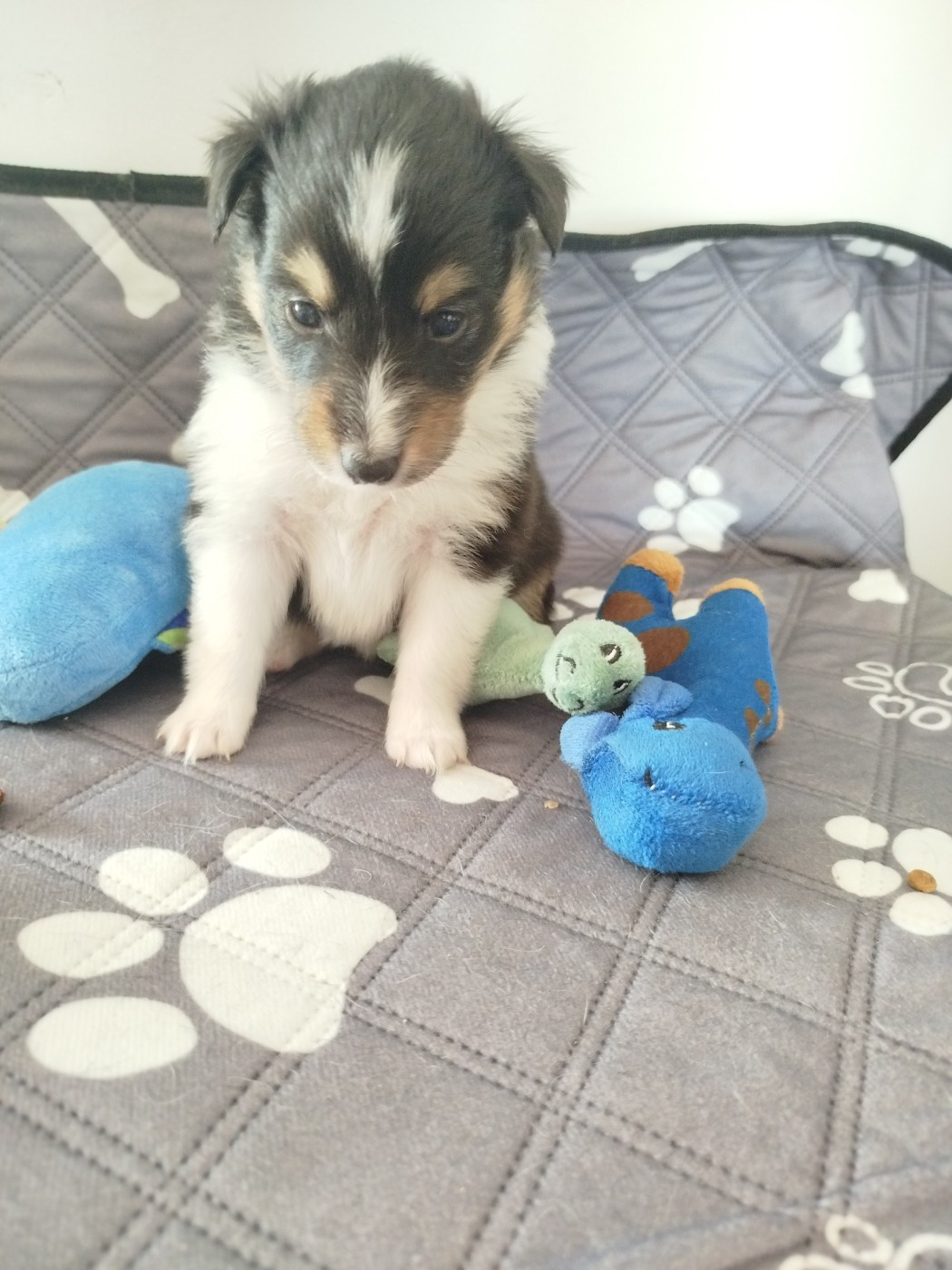 du grand bois de barbillon - Chiots disponibles - Shetland Sheepdog