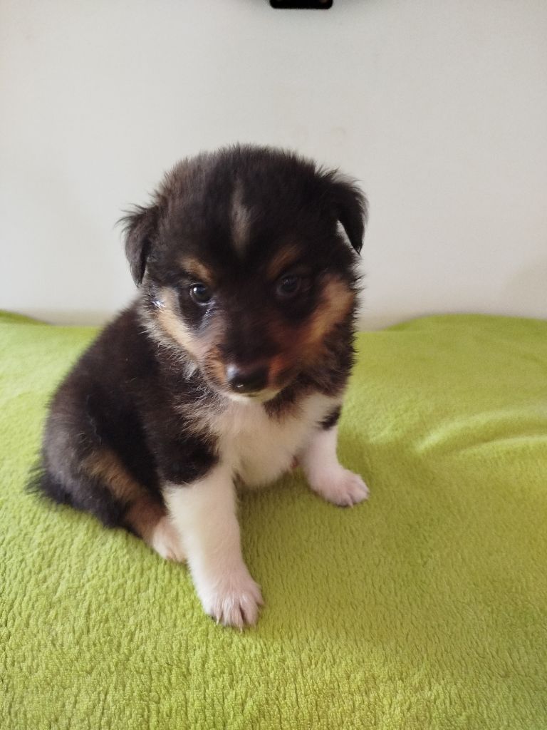 du grand bois de barbillon - Chiots disponibles - Shetland Sheepdog
