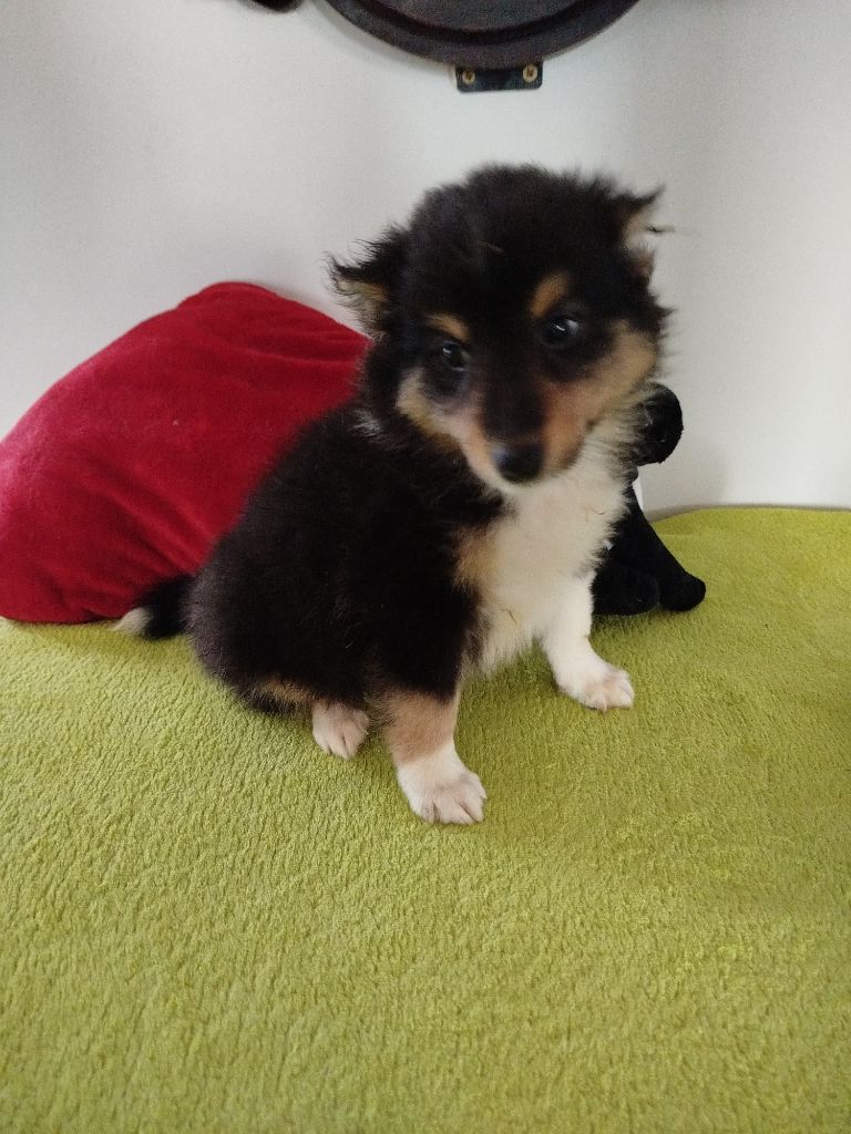 du grand bois de barbillon - Chiots disponibles - Shetland Sheepdog