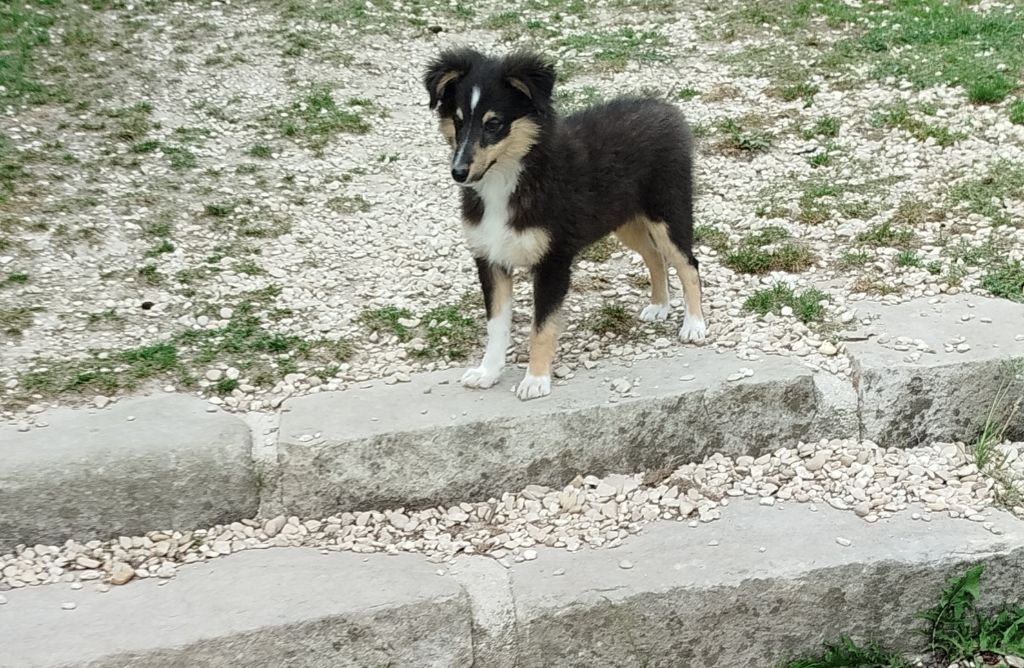 du grand bois de barbillon - Chiots disponibles - Shetland Sheepdog