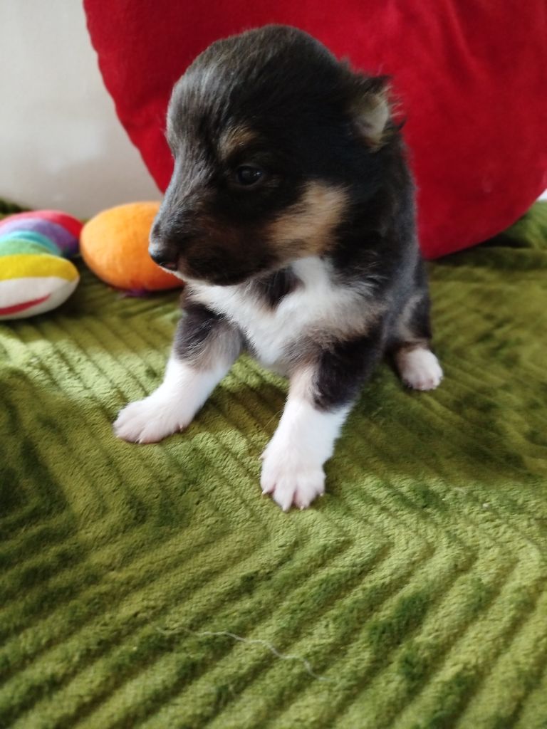 du grand bois de barbillon - Chiots disponibles - Shetland Sheepdog