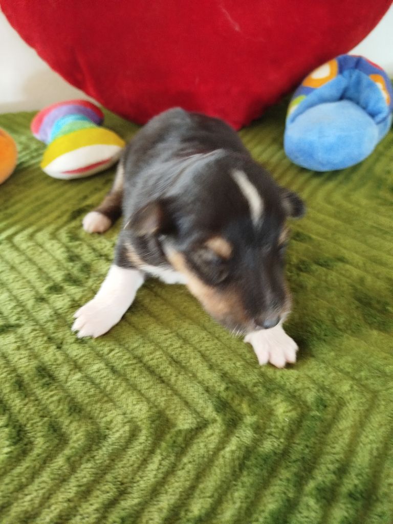 du grand bois de barbillon - Chiots disponibles - Shetland Sheepdog
