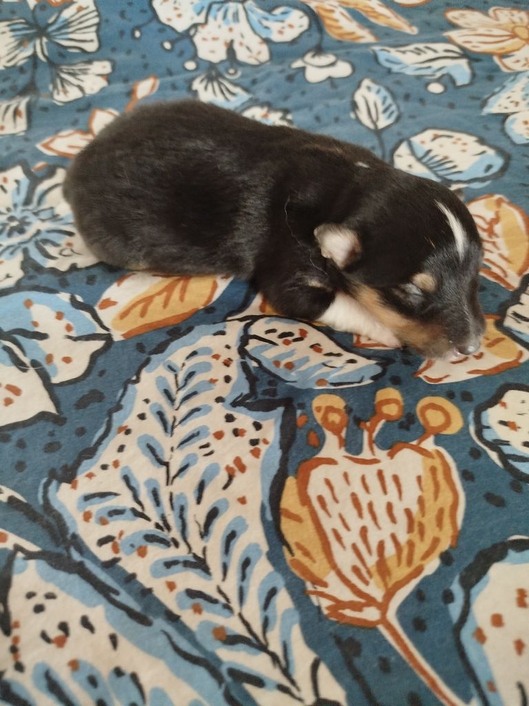du grand bois de barbillon - Chiots disponibles - Shetland Sheepdog