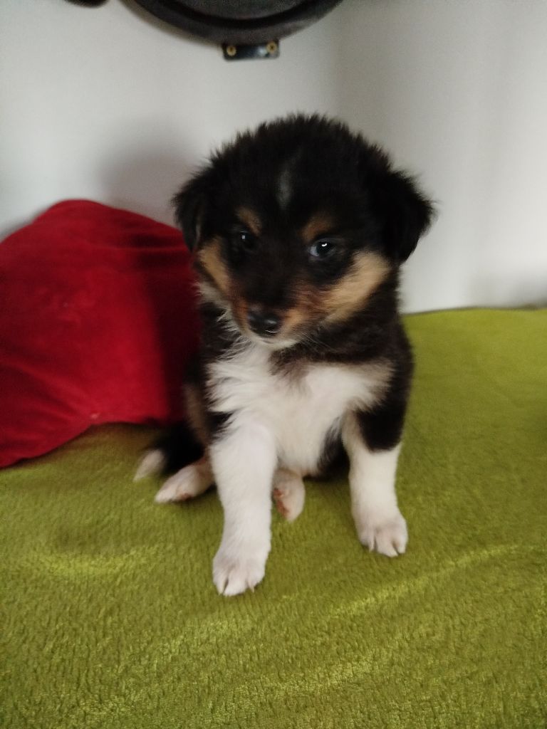 du grand bois de barbillon - Chiots disponibles - Shetland Sheepdog