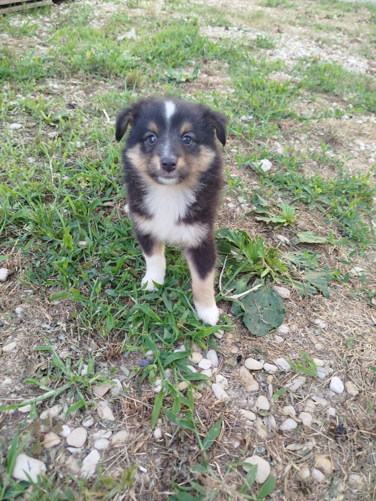 du grand bois de barbillon - Chiots disponibles - Shetland Sheepdog
