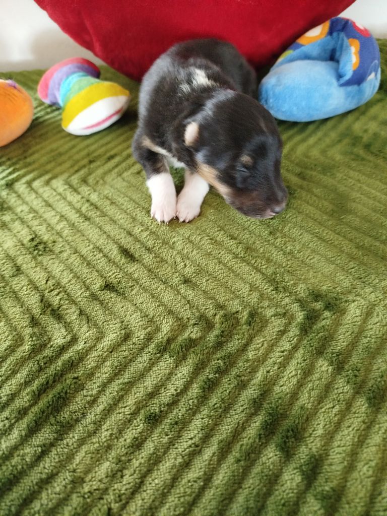 du grand bois de barbillon - Chiots disponibles - Shetland Sheepdog