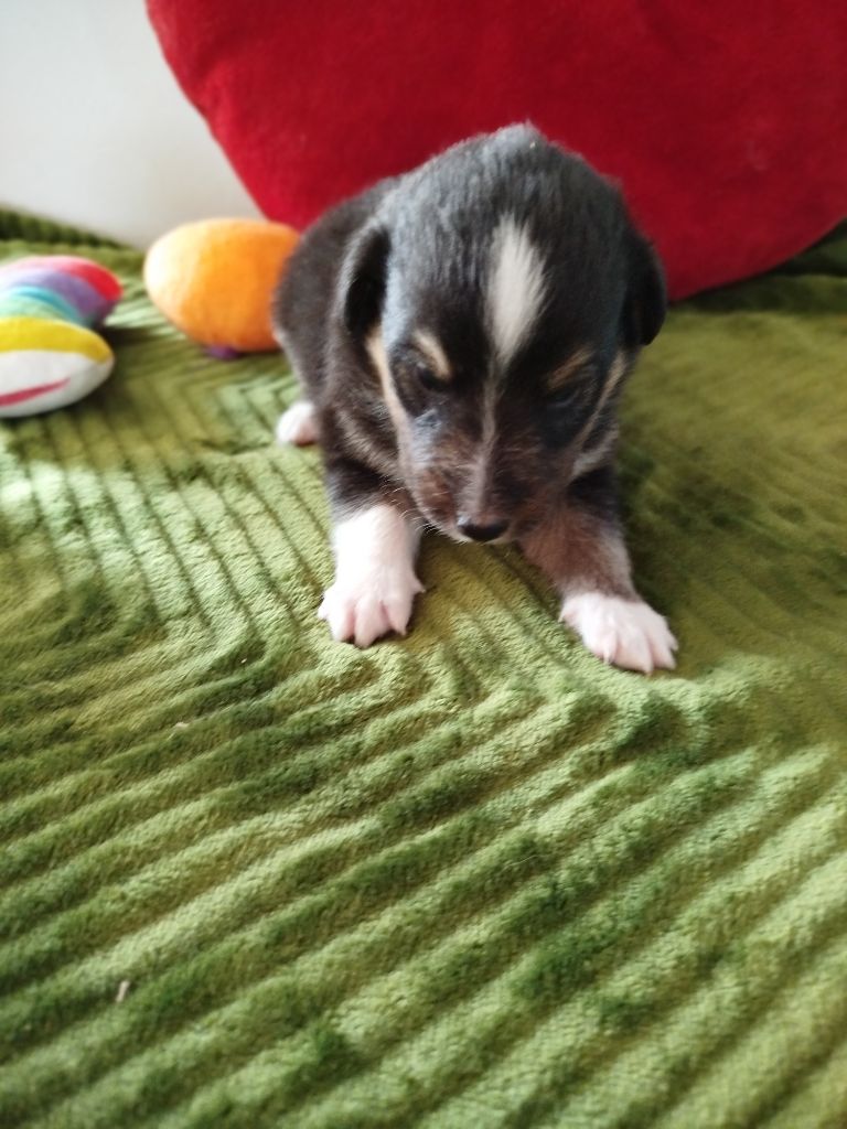 du grand bois de barbillon - Chiots disponibles - Shetland Sheepdog