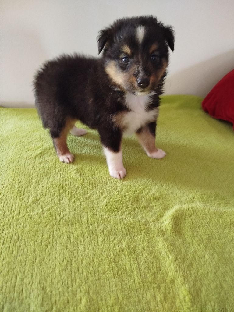 du grand bois de barbillon - Chiots disponibles - Shetland Sheepdog