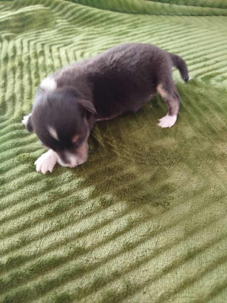 du grand bois de barbillon - Chiots disponibles - Shetland Sheepdog