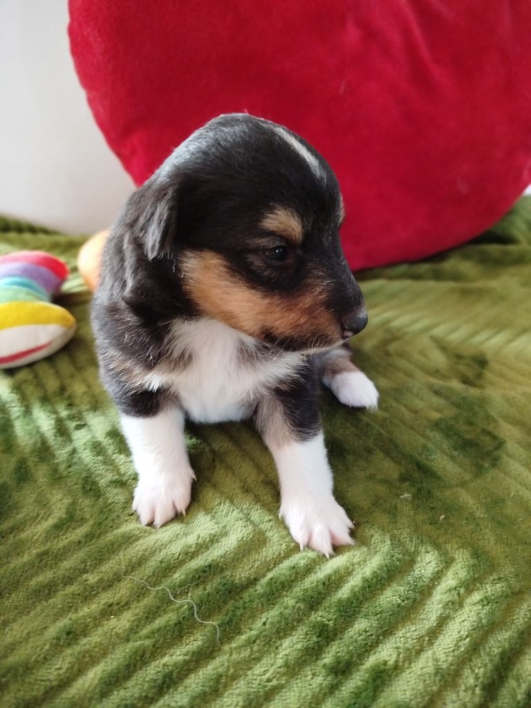 du grand bois de barbillon - Chiots disponibles - Shetland Sheepdog