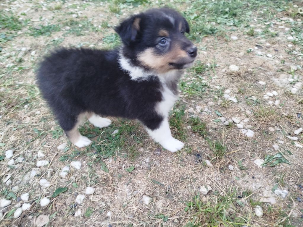 du grand bois de barbillon - Chiots disponibles - Shetland Sheepdog