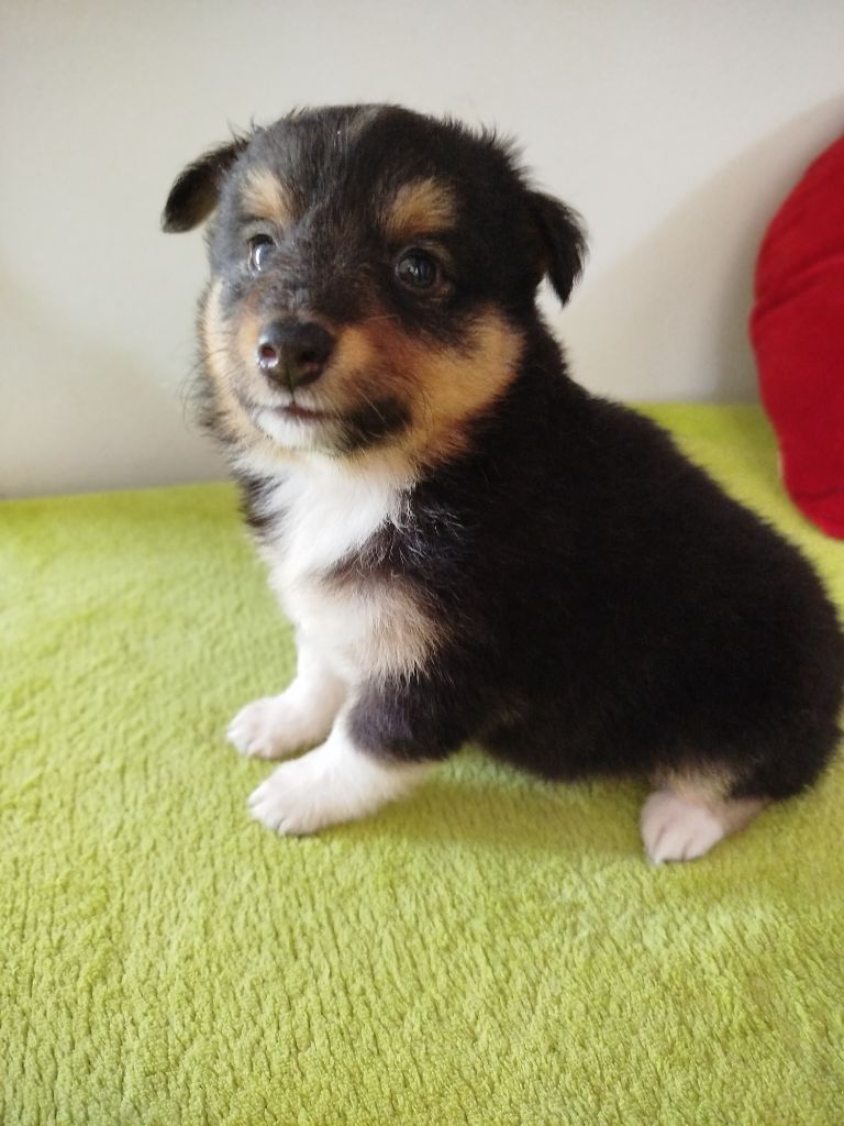 du grand bois de barbillon - Chiots disponibles - Shetland Sheepdog
