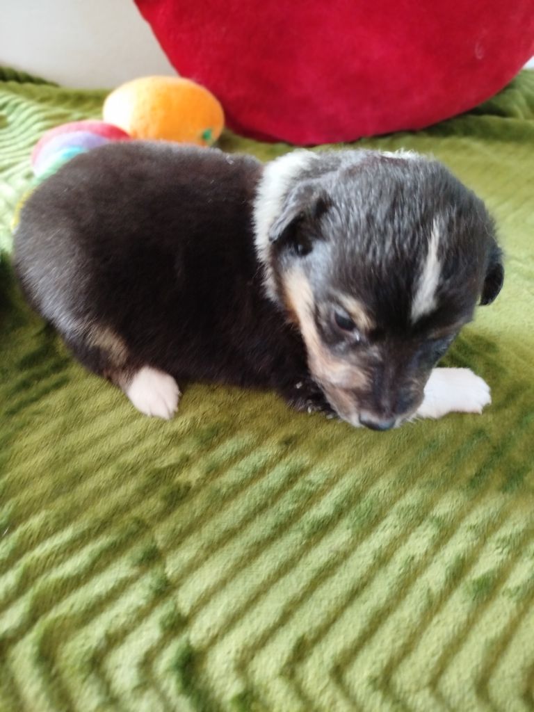 du grand bois de barbillon - Chiots disponibles - Shetland Sheepdog