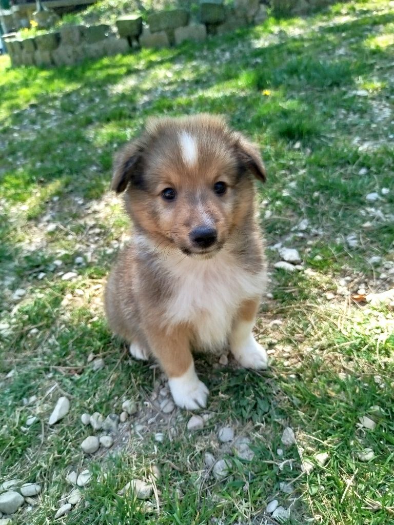 du grand bois de barbillon - Shetland Sheepdog - Portée née le 20/02/2025