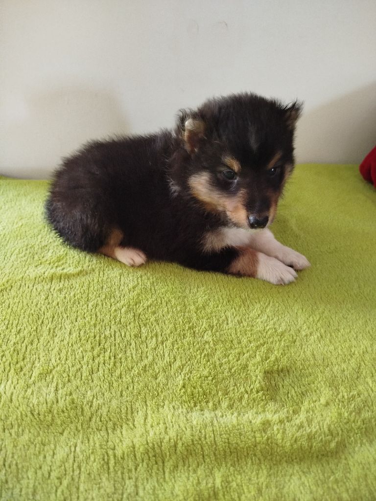 du grand bois de barbillon - Chiots disponibles - Shetland Sheepdog