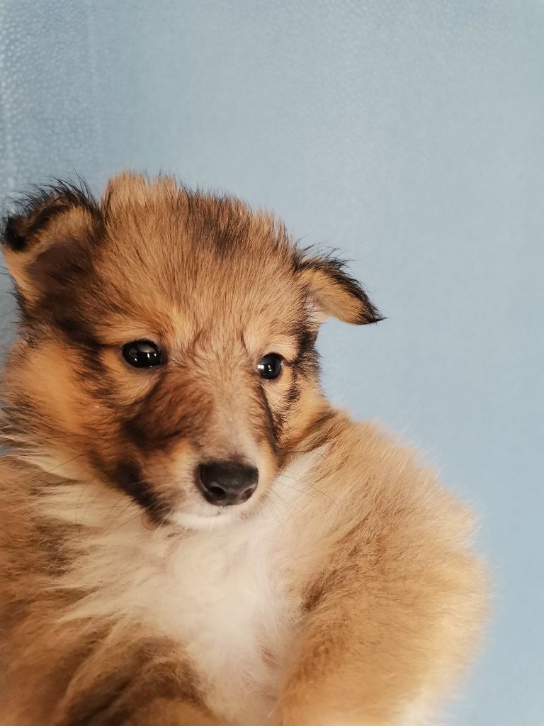 du grand bois de barbillon - Shetland Sheepdog - Portée née le 10/04/2023