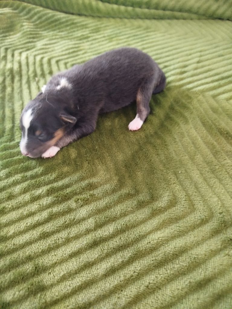 du grand bois de barbillon - Chiots disponibles - Shetland Sheepdog