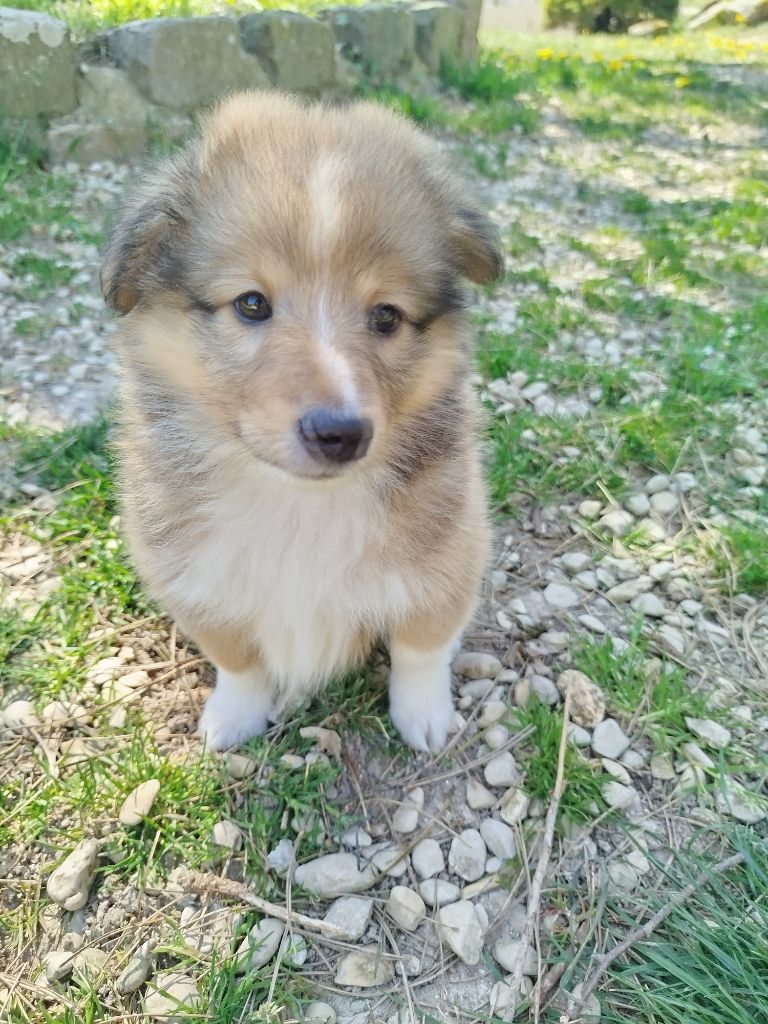 du grand bois de barbillon - Shetland Sheepdog - Portée née le 20/02/2025