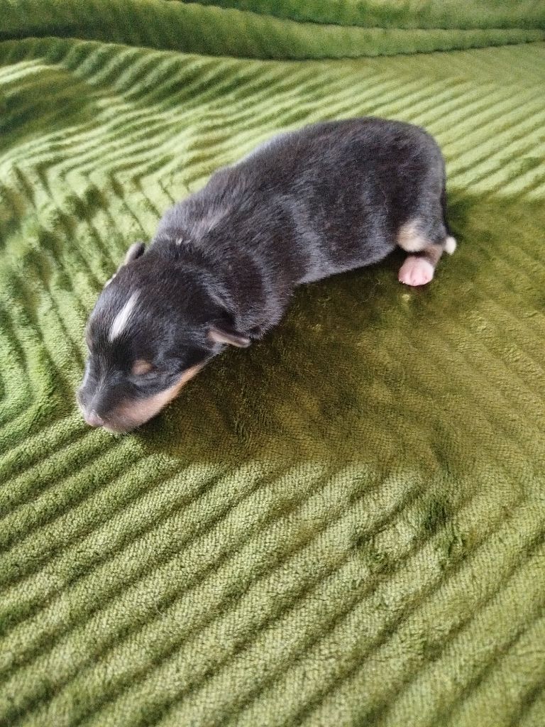 du grand bois de barbillon - Chiots disponibles - Shetland Sheepdog