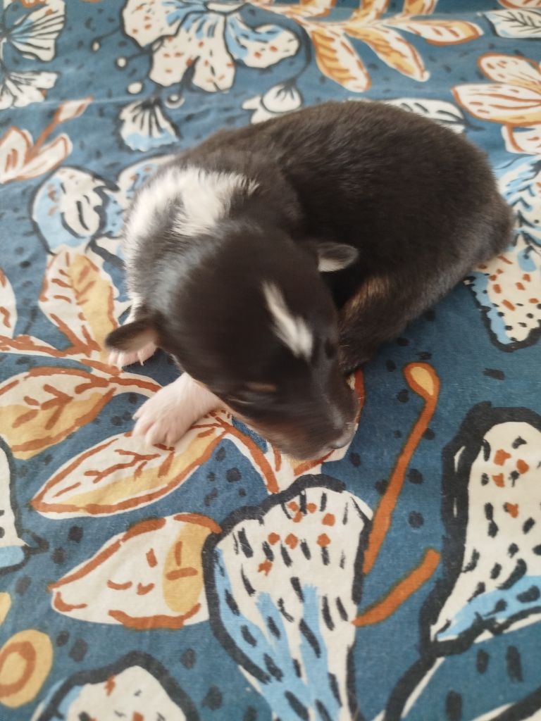 du grand bois de barbillon - Chiots disponibles - Shetland Sheepdog