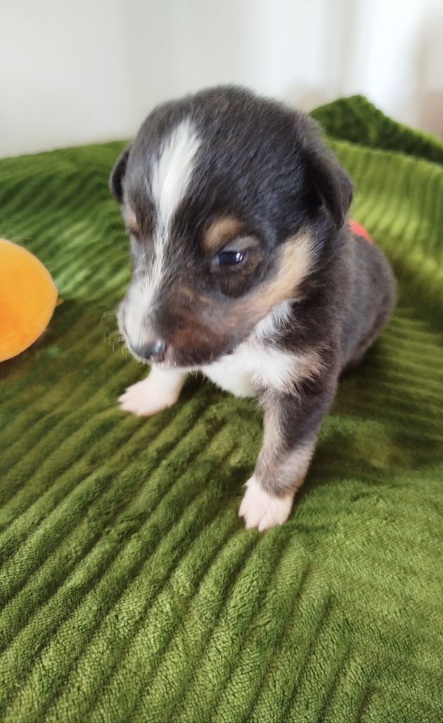 du grand bois de barbillon - Chiots disponibles - Shetland Sheepdog