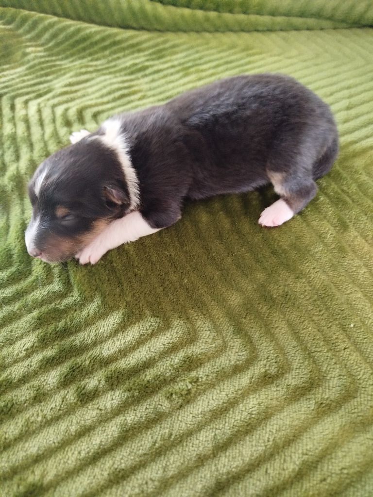 du grand bois de barbillon - Chiots disponibles - Shetland Sheepdog