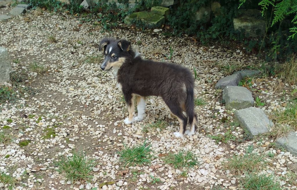 du grand bois de barbillon - Chiots disponibles - Shetland Sheepdog