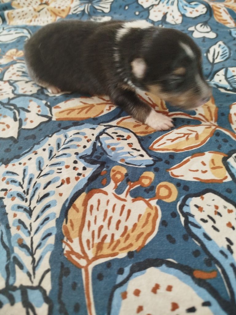 du grand bois de barbillon - Chiots disponibles - Shetland Sheepdog