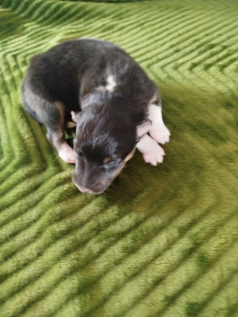 du grand bois de barbillon - Chiots disponibles - Shetland Sheepdog