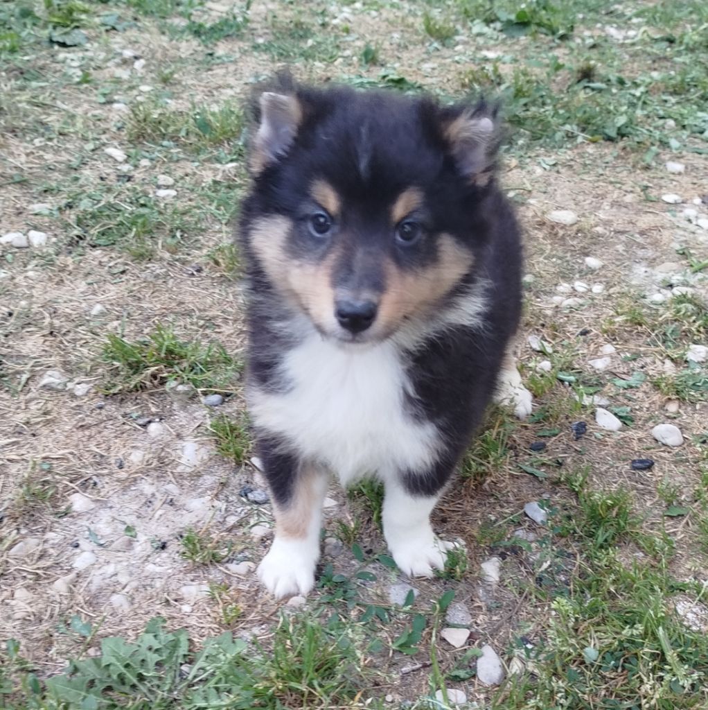 du grand bois de barbillon - Chiots disponibles - Shetland Sheepdog