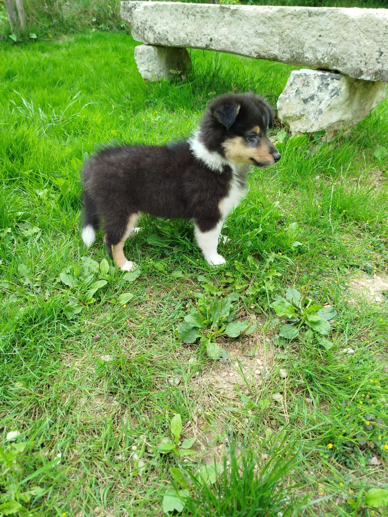 du grand bois de barbillon - Chiots disponibles - Shetland Sheepdog