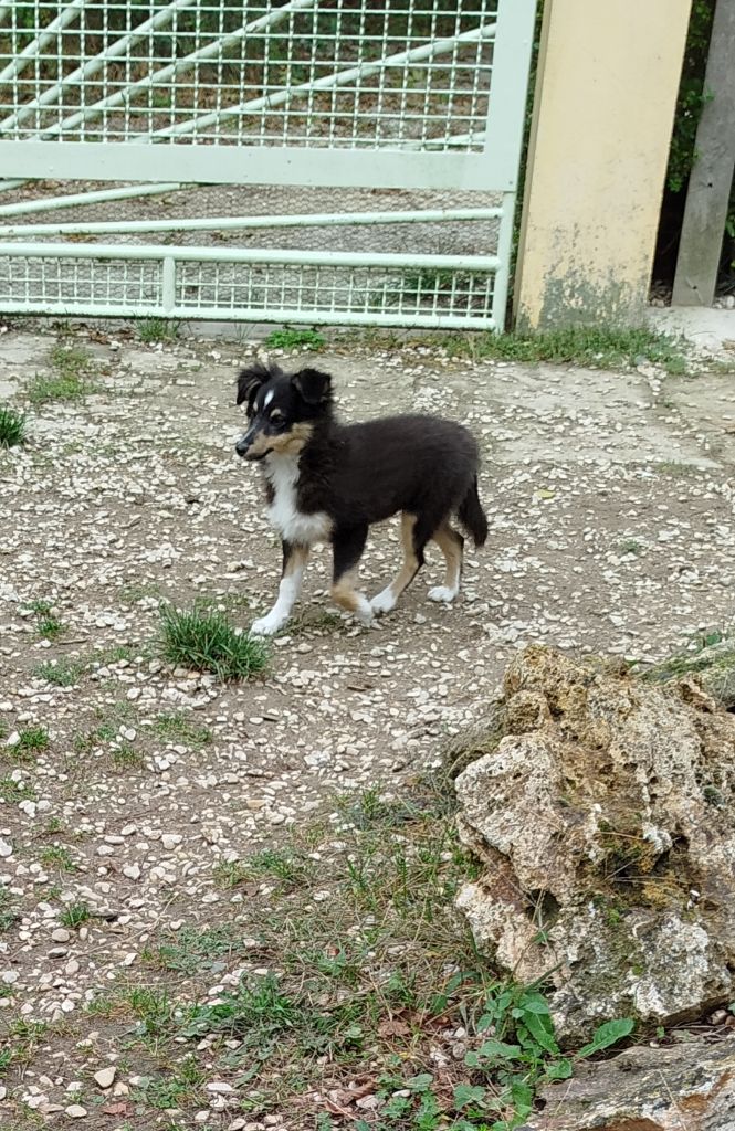 du grand bois de barbillon - Chiots disponibles - Shetland Sheepdog
