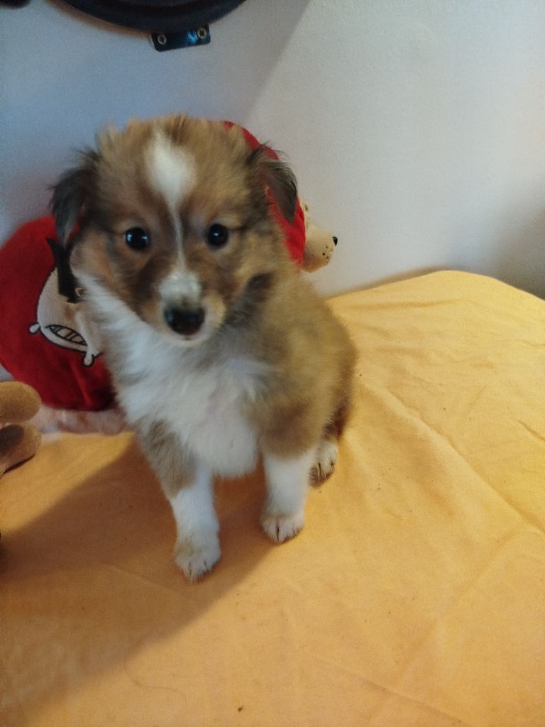 du grand bois de barbillon - Shetland Sheepdog - Portée née le 07/12/2024